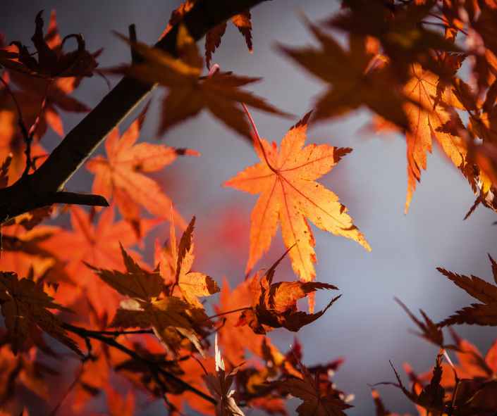 Mentone/ Chelsea News – Autumn 2023